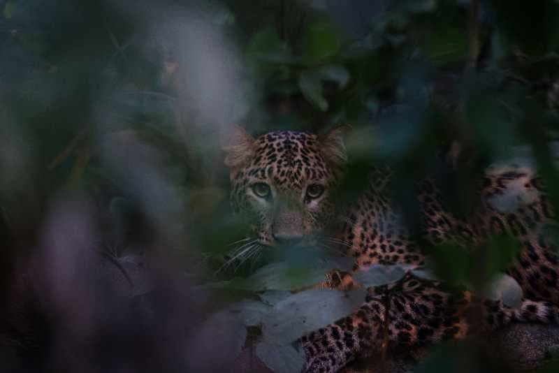 bardiya jungle safari