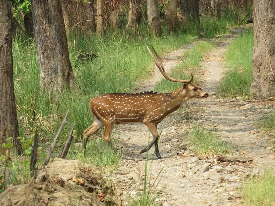 bardiya jungle safari